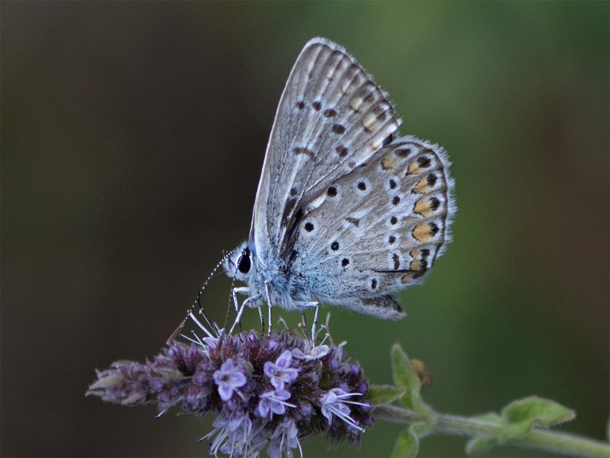 Polyommatus icarus